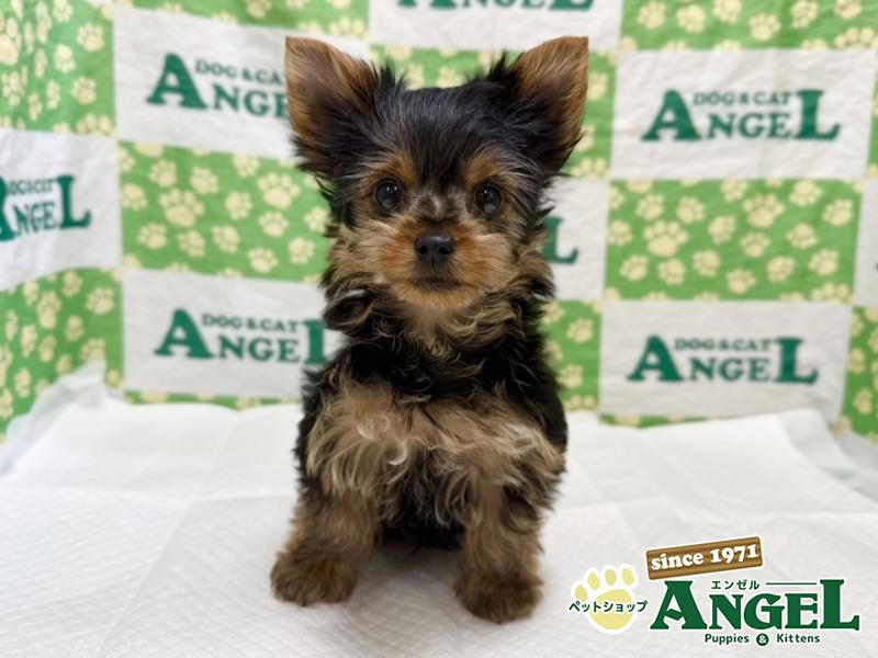 ヨークシャーテリア