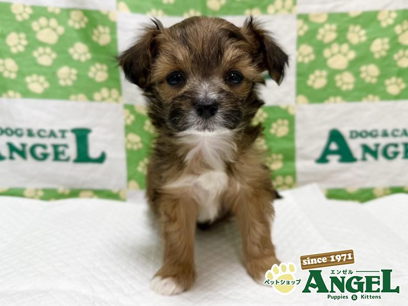 ミックス 犬（Mix）