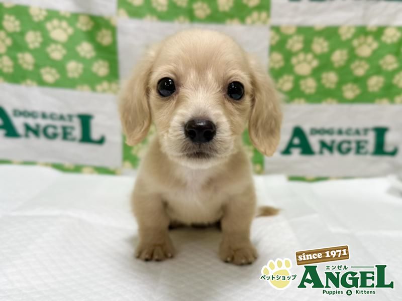 ミニチュアダックス