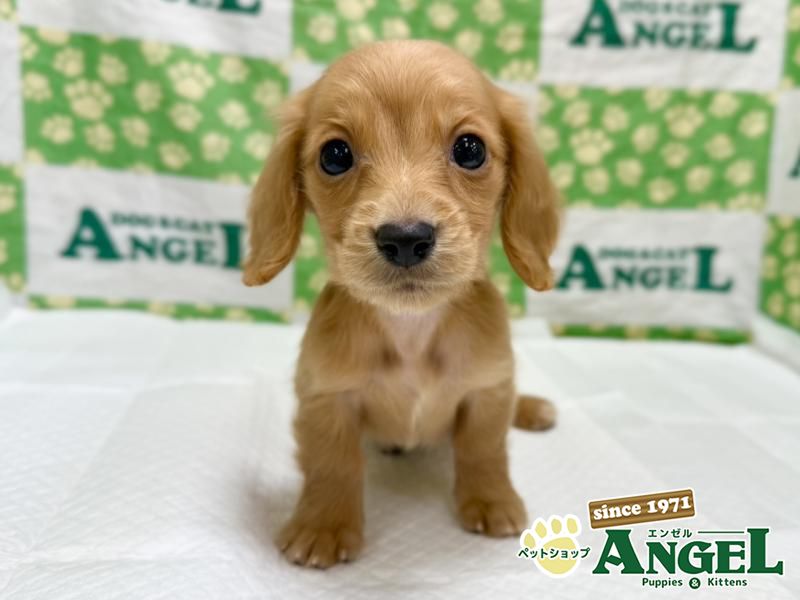 ミニチュアダックス