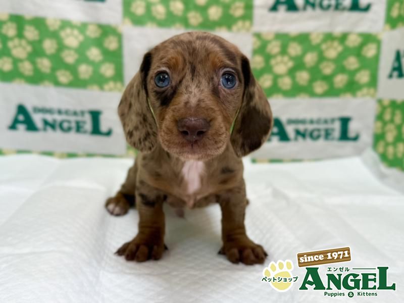 ミニチュアダックス