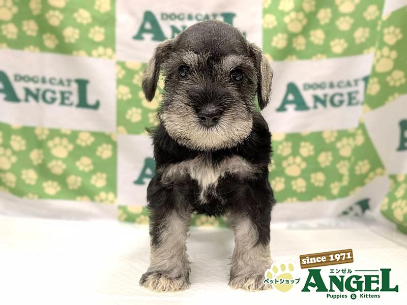 ミニチュアシュナウザー