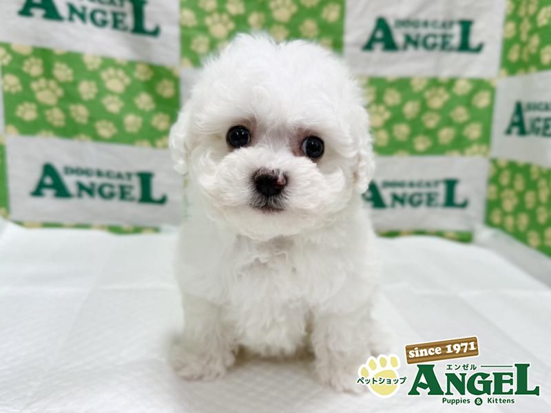 ビションフリーゼ