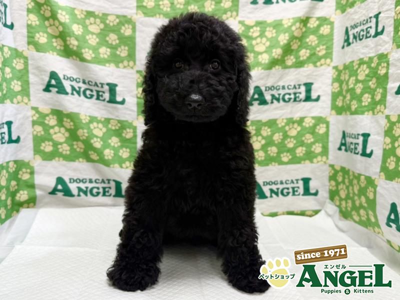 スタンダードプードル