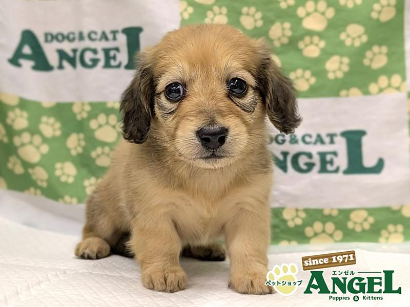 ミニチュアダックス