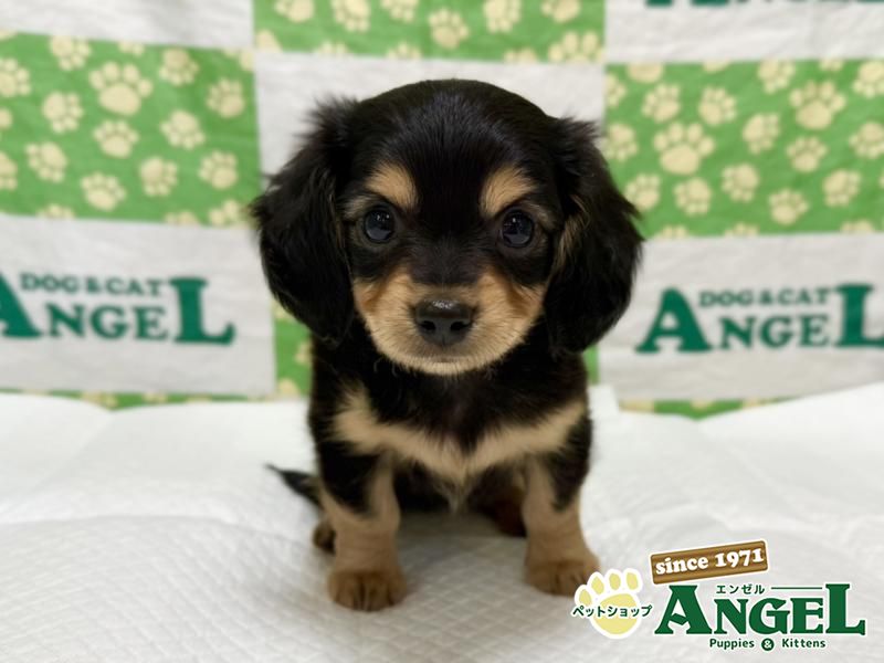 ミックス 犬（チワックス）