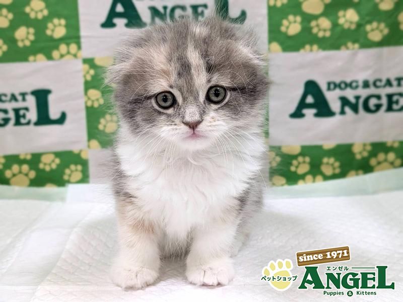 スコティッシュフォールド