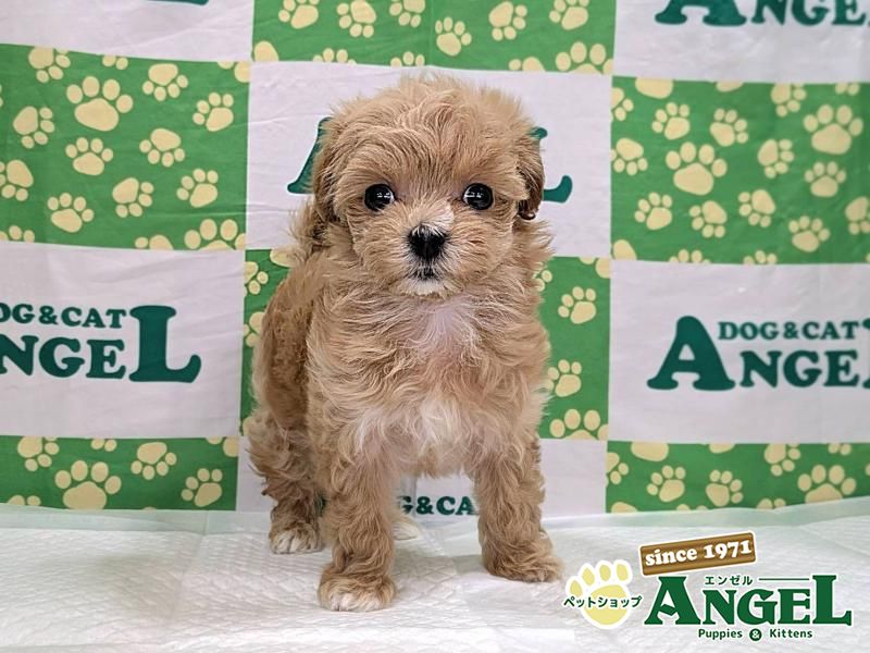 ミックス 犬（マルプー）