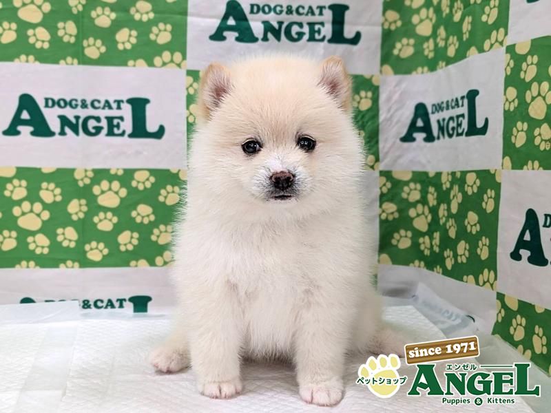 ミックス 犬（Mix）