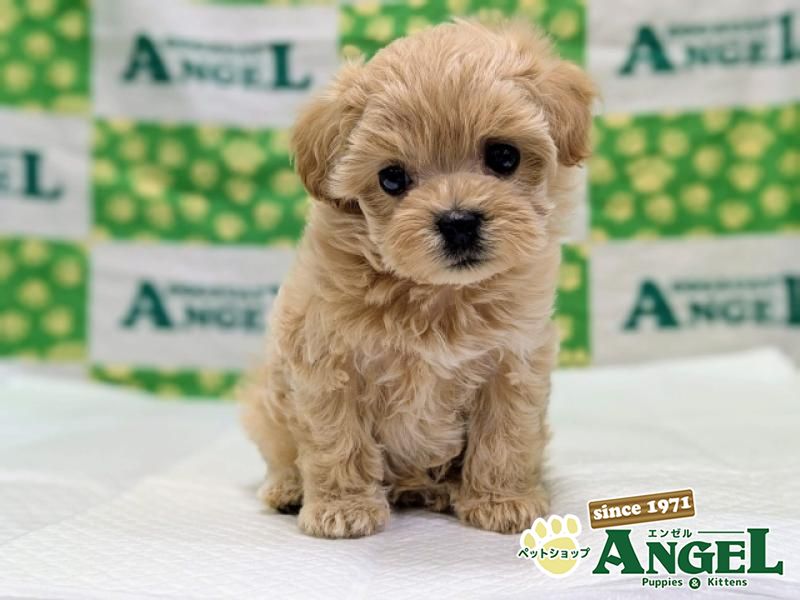 ミックス 犬（マルプー）