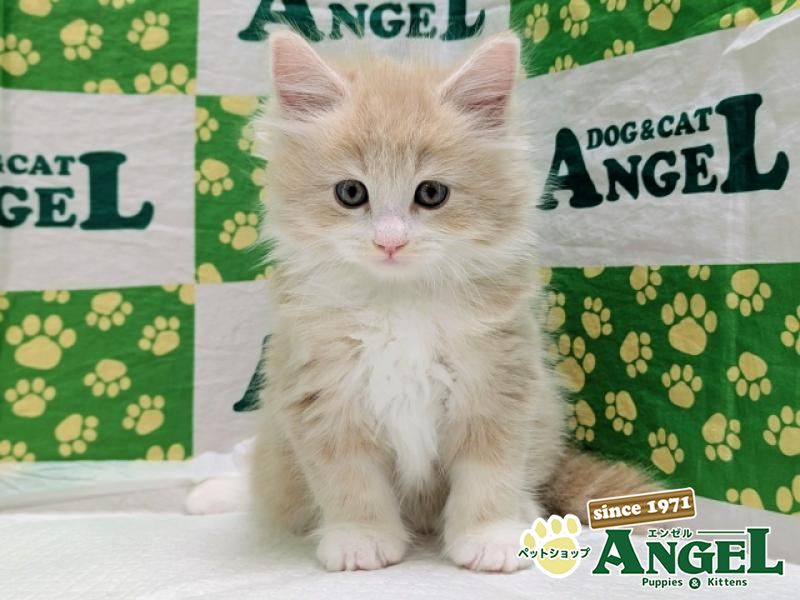 ノルウェージャンFC