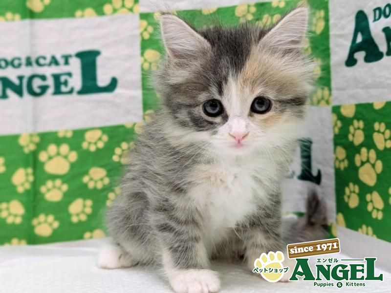 ノルウェージャンFC