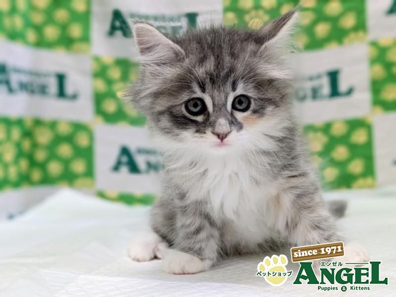 ノルウェージャンFC