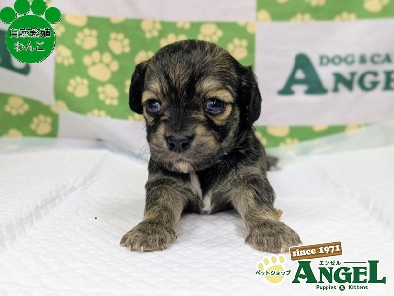 ミックス 犬（チワックス）