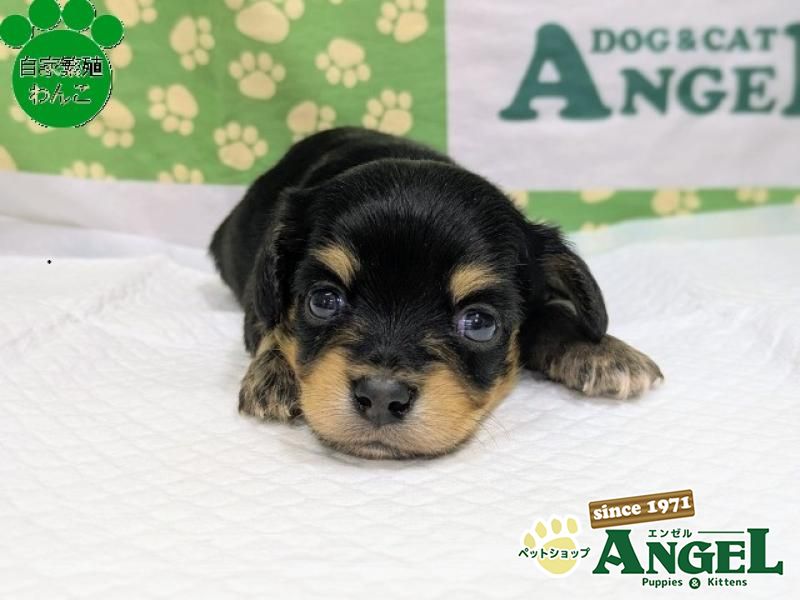 ミックス 犬（チワックス）