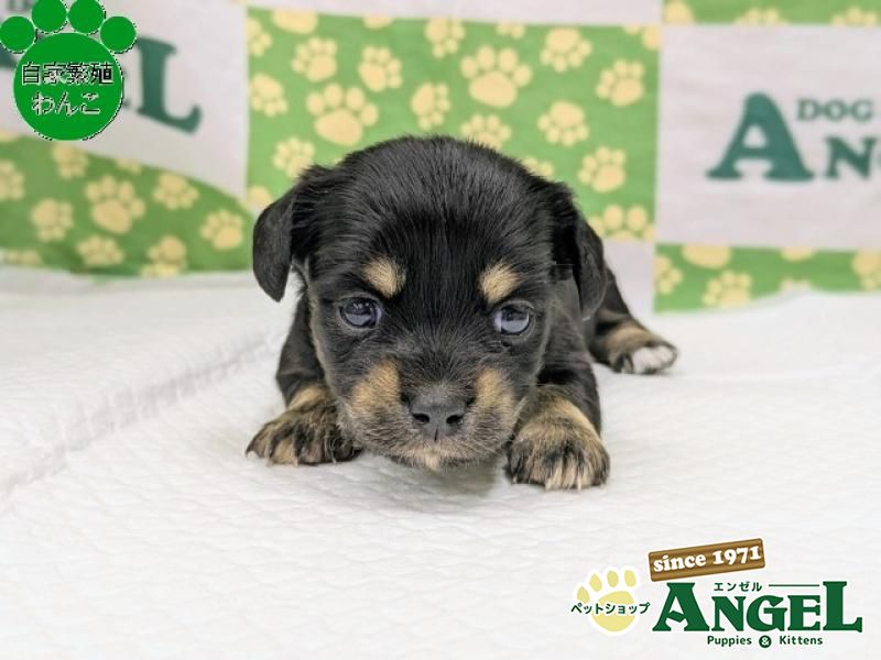 ミックス 犬（チワックス）