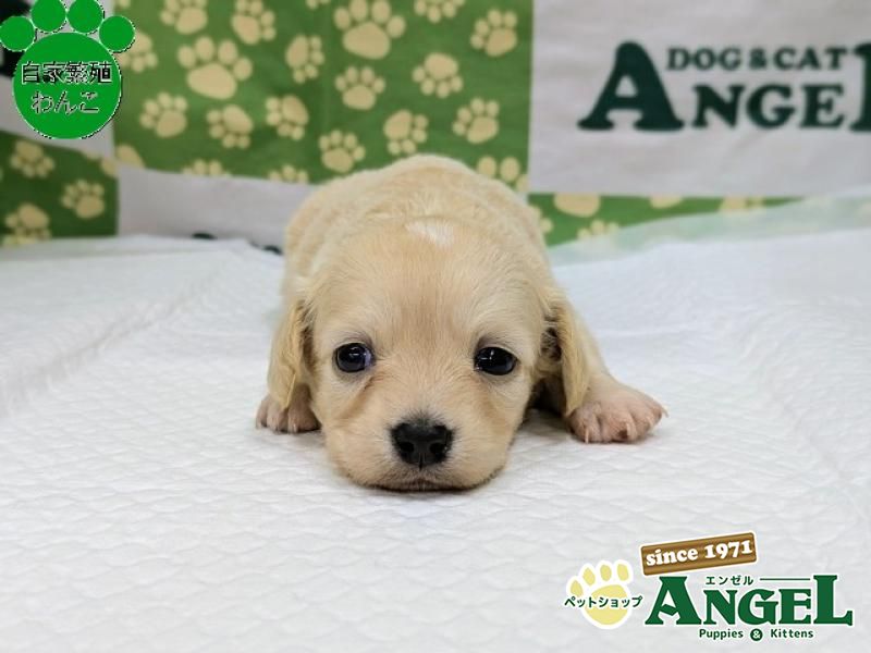 ミックス 犬（チワックス）