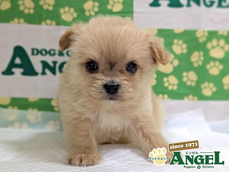 ミックス犬（Sサイズ）