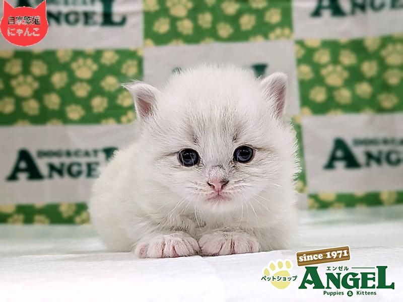 ネヴァマスカレード