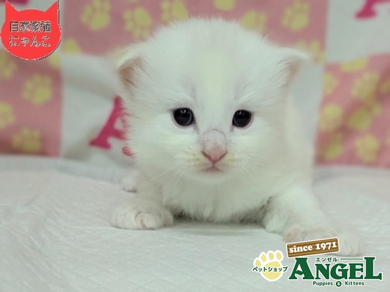 ネヴァマスカレード