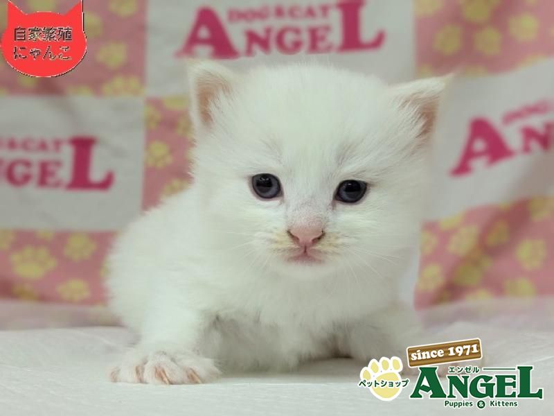 ネヴァマスカレード