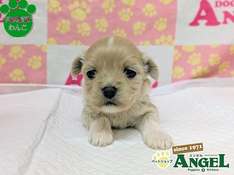 ミックス 犬（Mix）