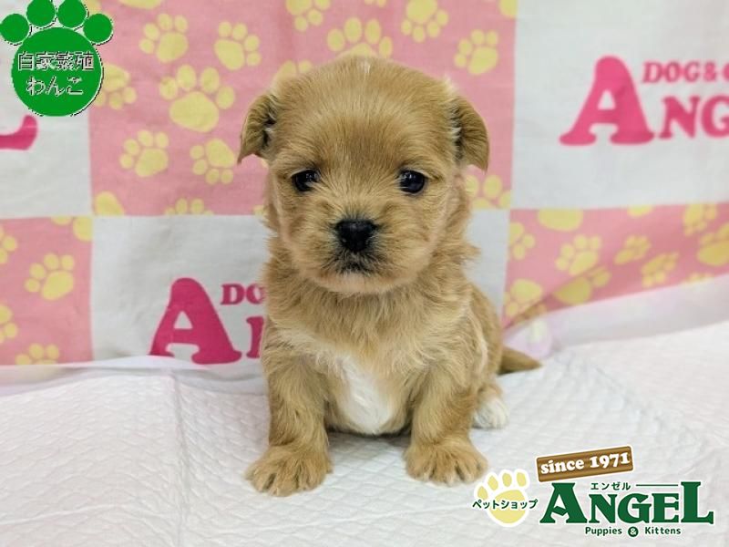 ミックス 犬（Mix）