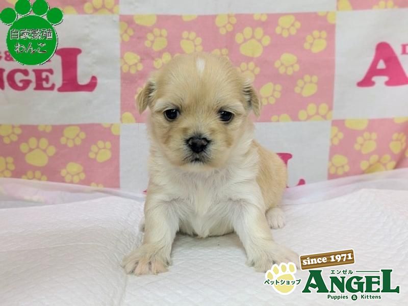 ミックス 犬（Mix）