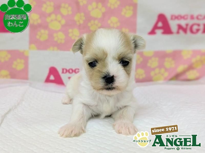 ミックス 犬（Mix）