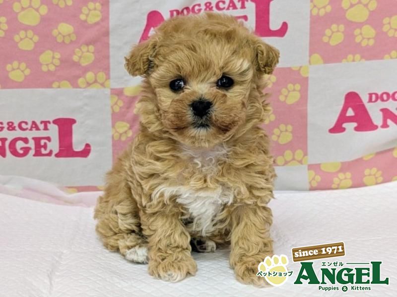 ミックス 犬（マルプー）