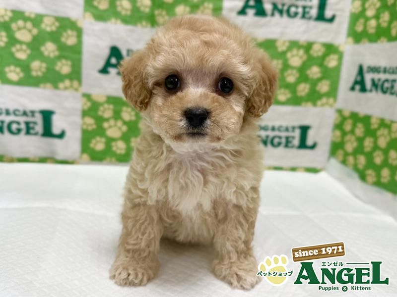 ミックス 犬（Mix）