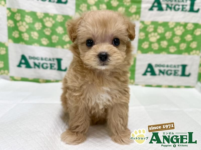 ミックス 犬（マルプー）