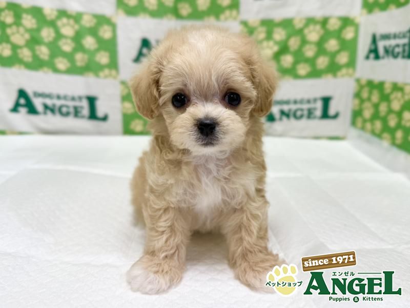 ミックス 犬（マルプー）