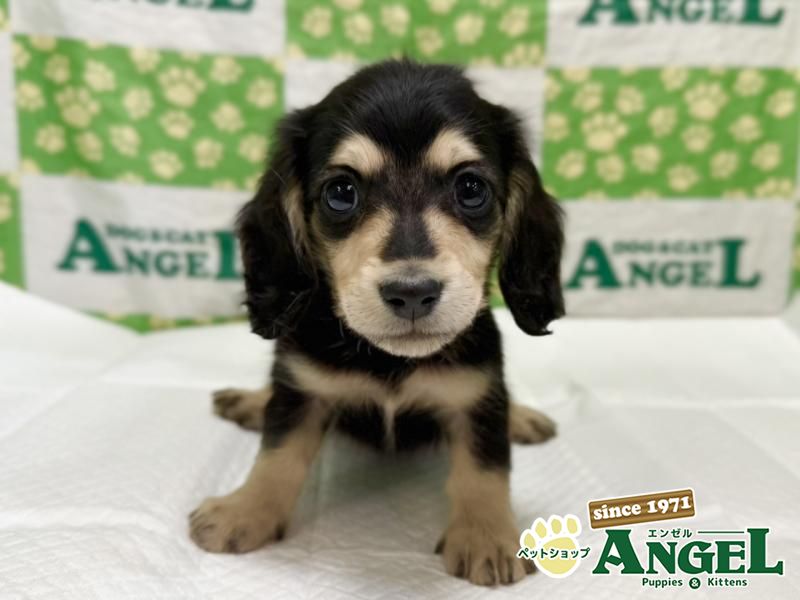 ミニチュアダックス