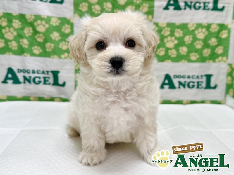 ミックス 犬（マルプー）