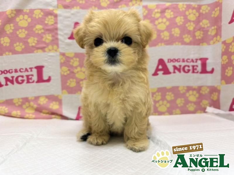 ミックス 犬（マルプー）