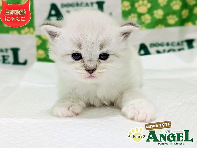 ネヴァマスカレード