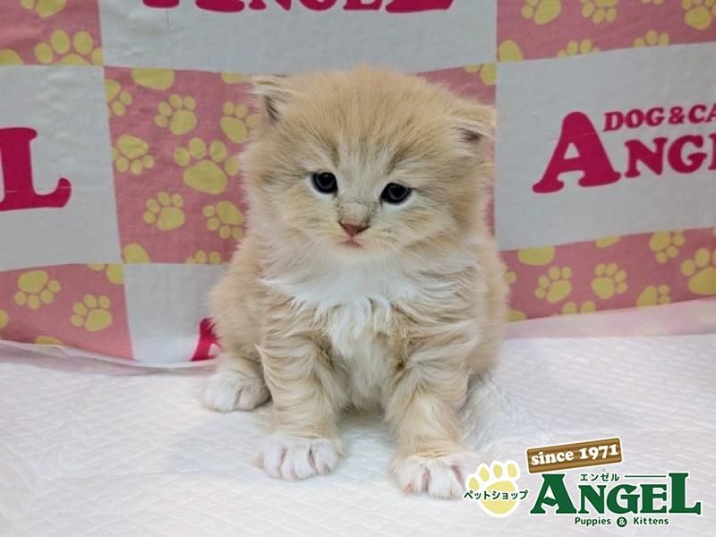 ミックス 猫（Mix）