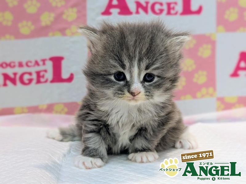 ミックス 猫（Mix）