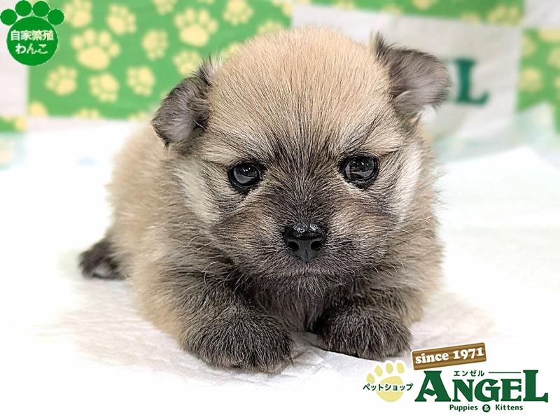 ミックス 犬（Mix）