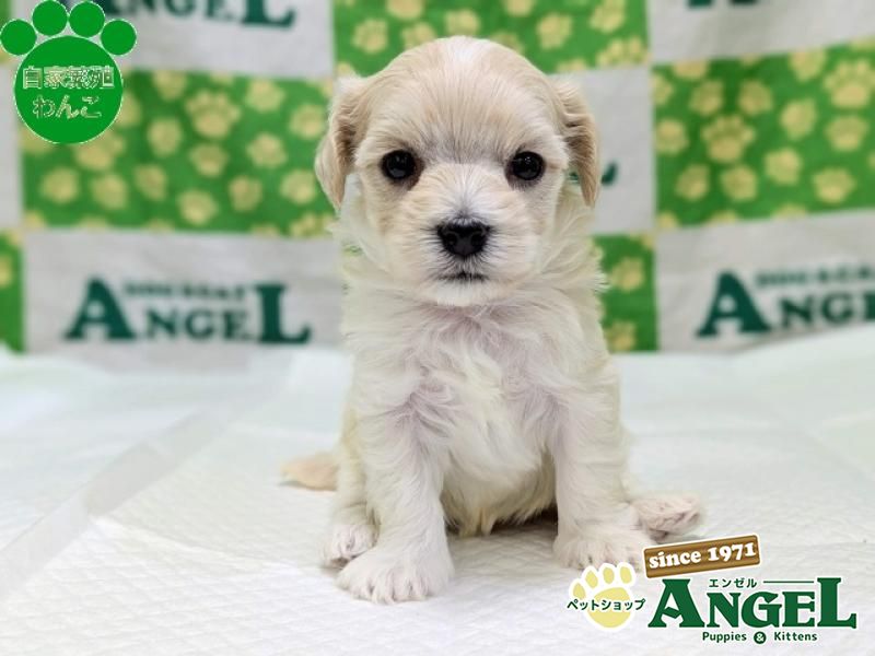 ミックス 犬（マルプー）