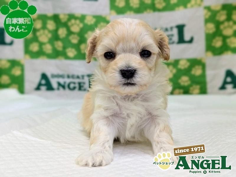 ミックス 犬（マルプー）