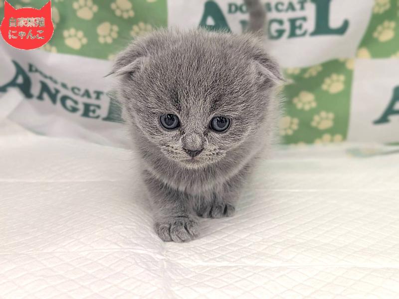 スコティッシュフォールド