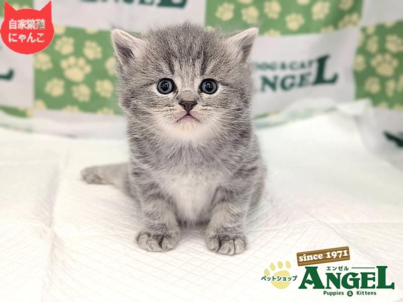 スコティッシュフォールド