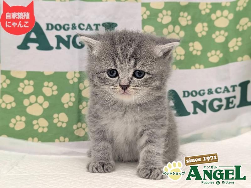 スコティッシュフォールド