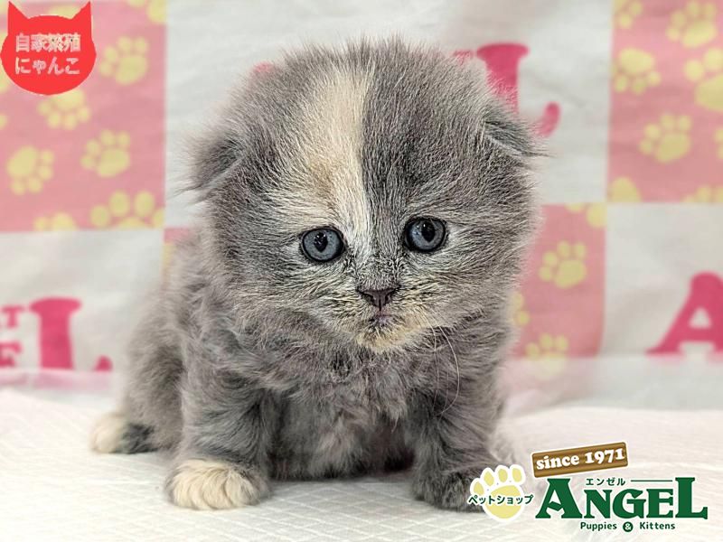 スコティッシュフォールド