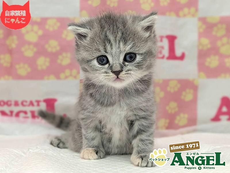 スコティッシュフォールド