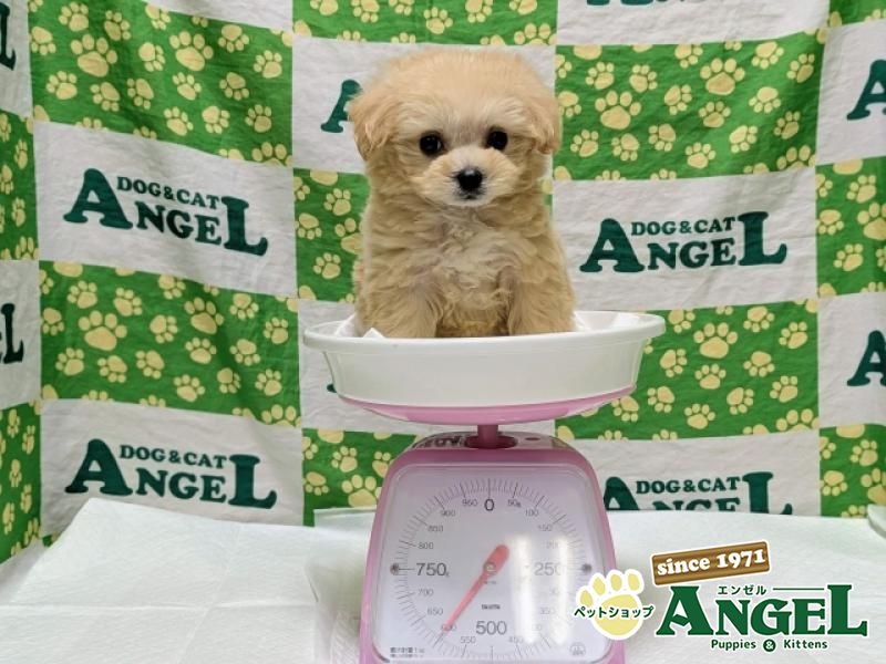 ミックス犬（Sサイズ）