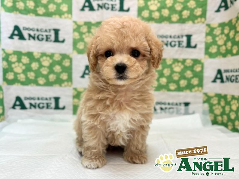 ミックス 犬（Mix）