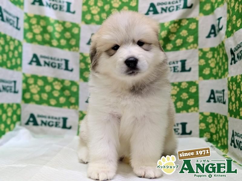 ミックス 犬（Mix）